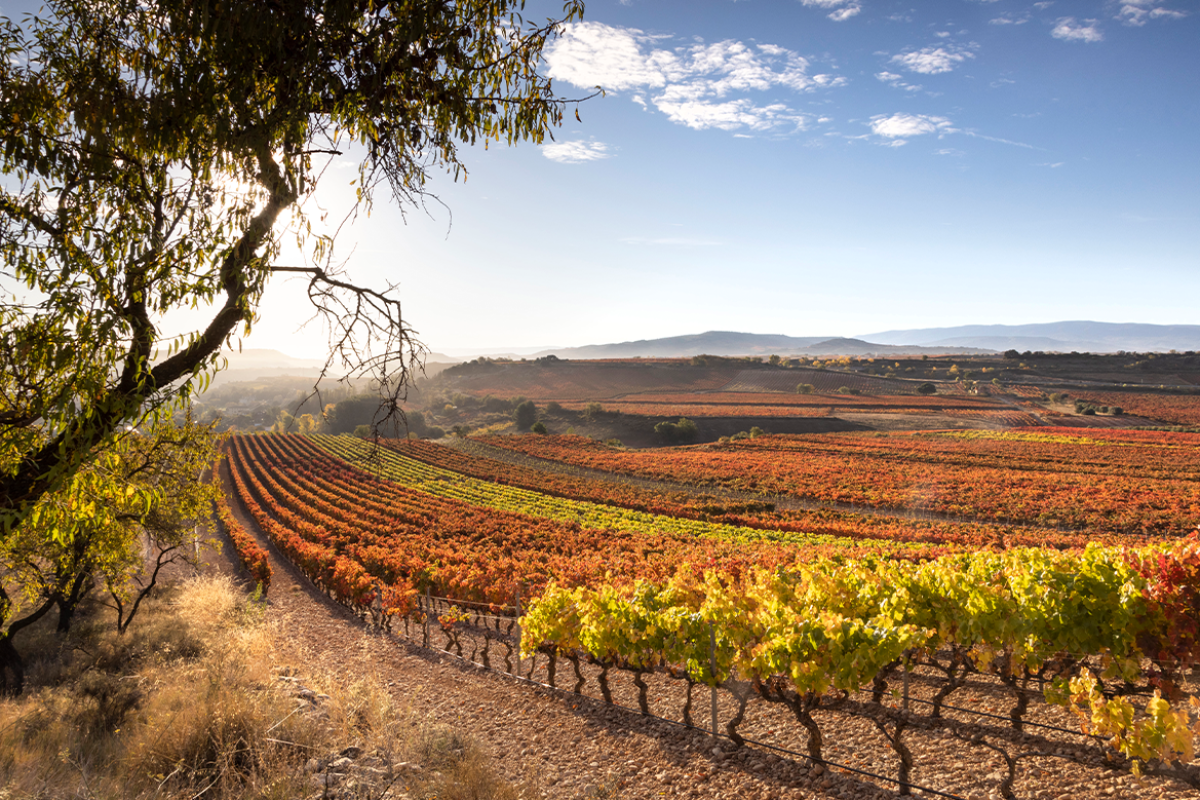 Ruta en Camper de alquiler por la Denominación de Origen Rioja: un viaje por el corazón del vino